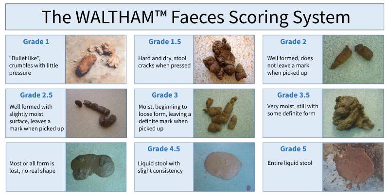 Waltham Scoring System